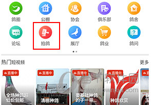 中国信鸽信息网怎么在线拍鸽