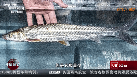 红牛TV2024最新版